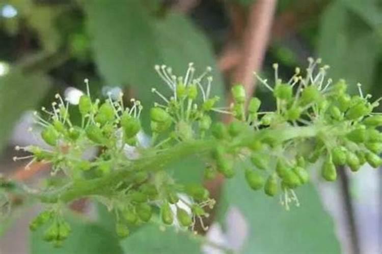 葡萄花期用什么肥做果做得好