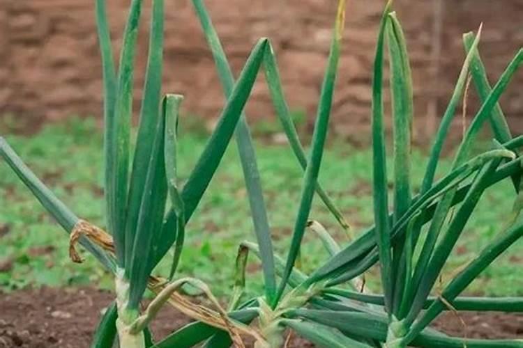 国内氨基酸水溶肥生产厂家有哪些？