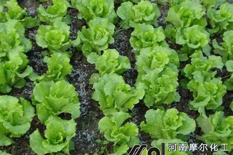 生菜出苗后喷施什么好