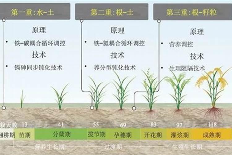 水稻肥大了怎么办