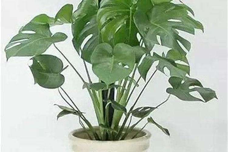 芹菜施什么肥长得快