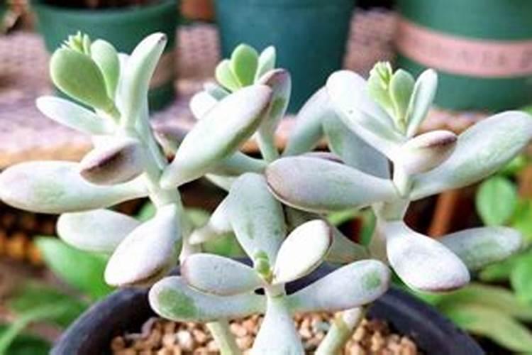 多肉可以施硅肥吗？