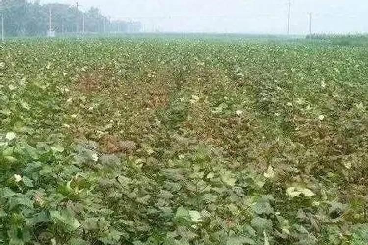 棉花磷肥的作用