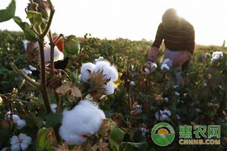 棉花后期需要什么肥料
