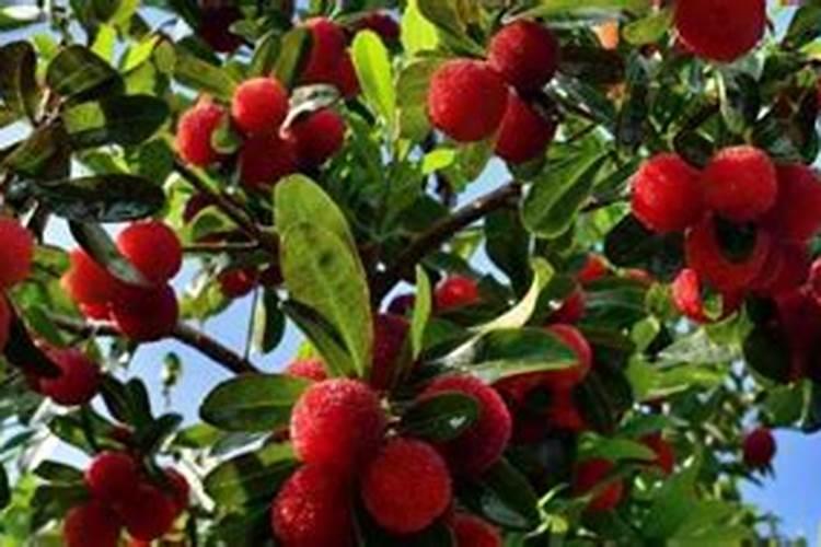 杨梅施什么肥料好