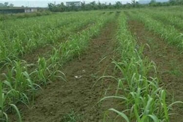 甘蔗顶腐病用什么药防治