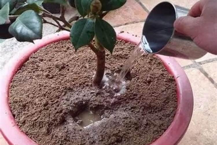 磷肥可以兑水浇花吗 磷肥对花卉的作用是什么