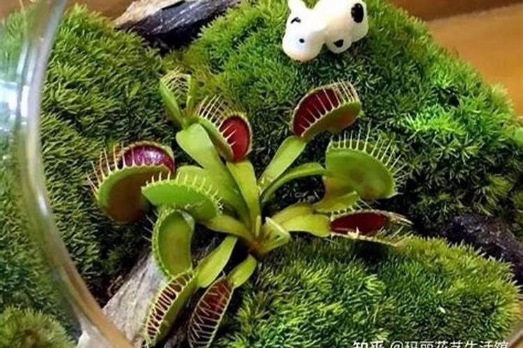 捕蝇草可以施钾肥吗？