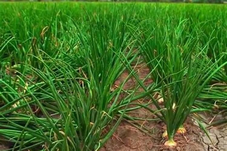 洋葱底肥放什么肥好(底肥施用方法)