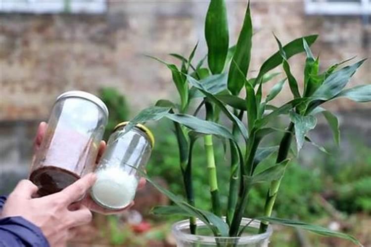 水养富贵竹没有生根可以放化肥吗1