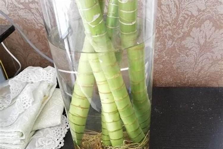 没有根系的富贵竹,怎么才能快速生根,避免黄叶？