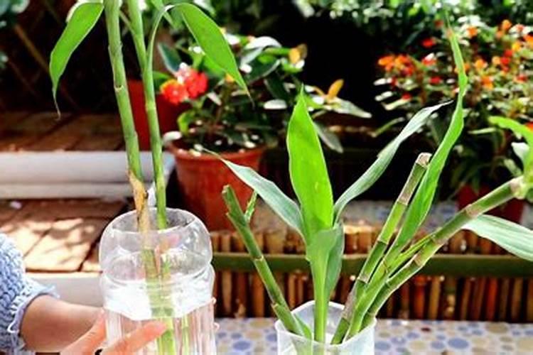 富贵竹不生根怎么办