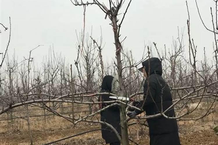 早稣红梨套什么颜色的袋子