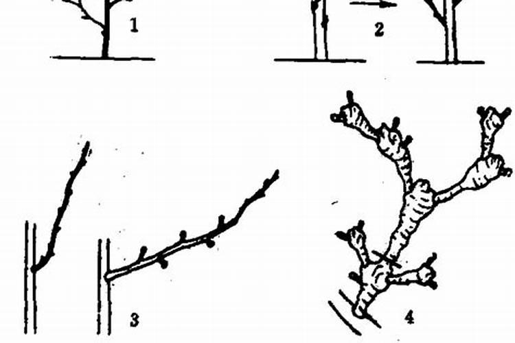 即将销售的红香酥梨成熟之后接下来农民伯伯们会做些什么呢