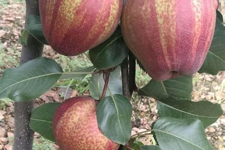 青皮酥梨用什么授粉品种好