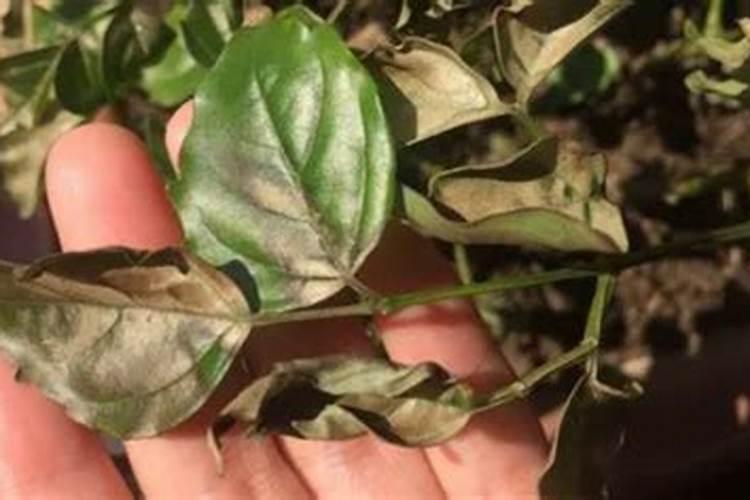 酥梨的管理方法