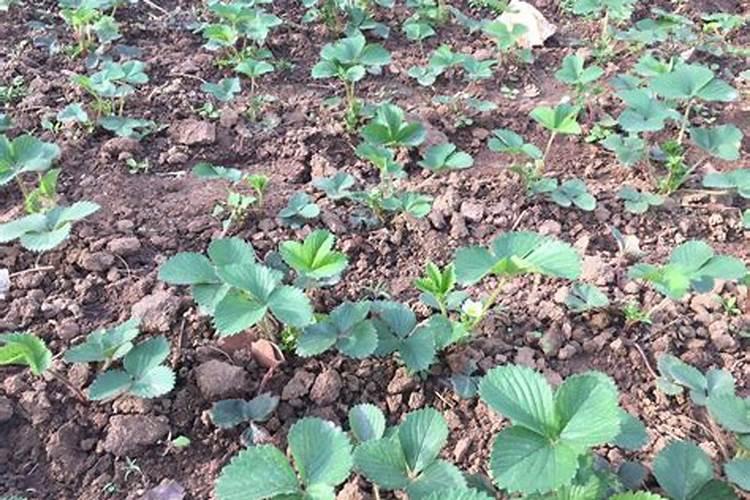 草莓上什么肥料产量高？草莓坐果期要哪些肥料果才大？草莓膨果叶面肥用...