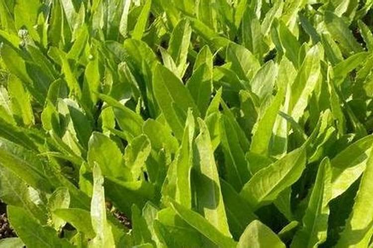 油麦菜施肥用什么肥料