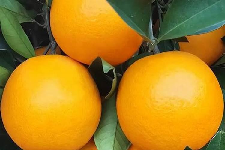 脐橙采果后喷什么叶面肥好