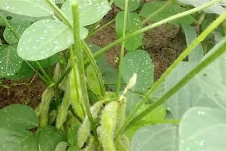 黄豆高产有必要施叶面肥吗？用什么产品好