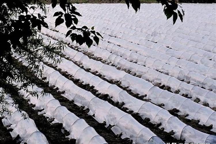 打多效唑后几天打芸苔素