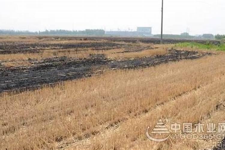 都说草木灰很好,草木灰有什么用处？