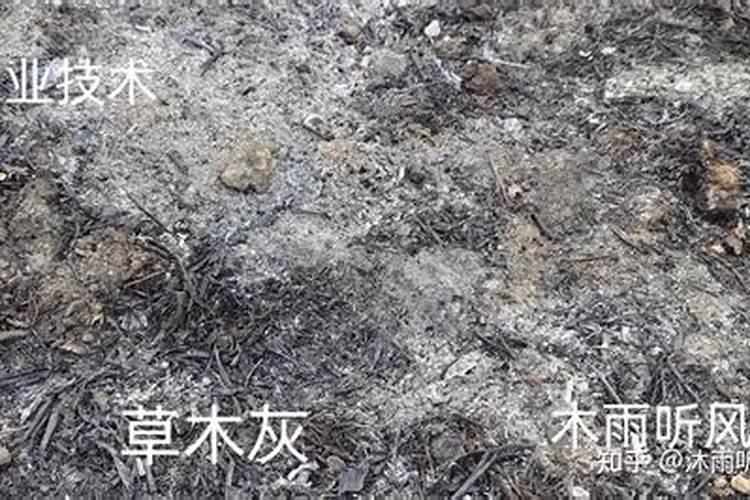 种白菜放什么底肥草木灰比较好