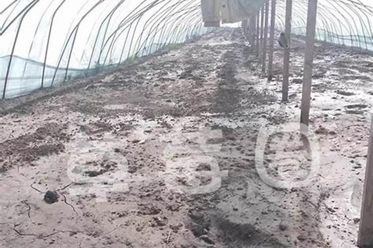 大棚用碳酸氢铵闷棚有什么作用？