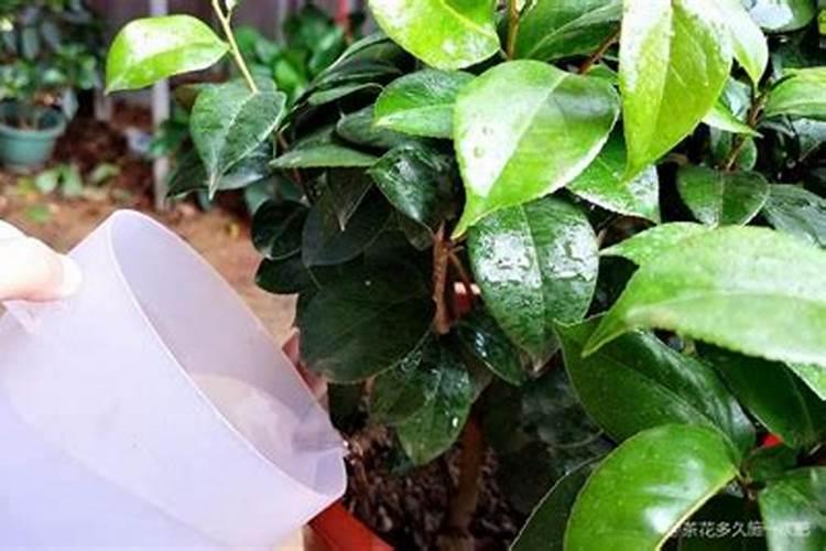 茶花怎么养才开花