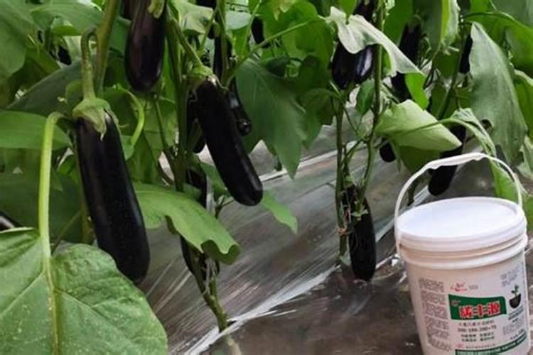 茄子开花结果期怎么施肥和管理