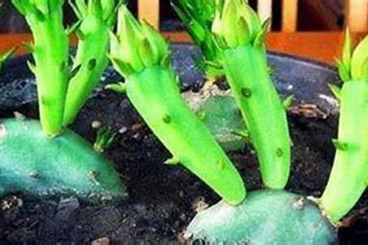 扦插几天的长寿花能喷叶面肥吗