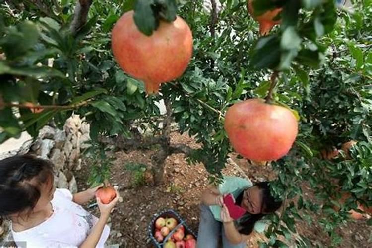 石榴高产用什么叶面肥好？什么时候打膨大剂？石榴防裂叶面肥“调色...
