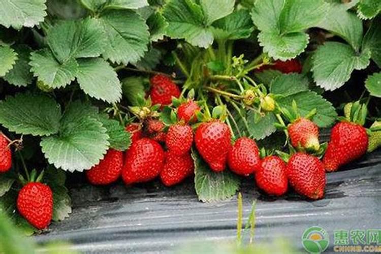 草莓定植后,浇好水,用好肥,快速缓苗促壮棵,为后期高产打基础!百度...