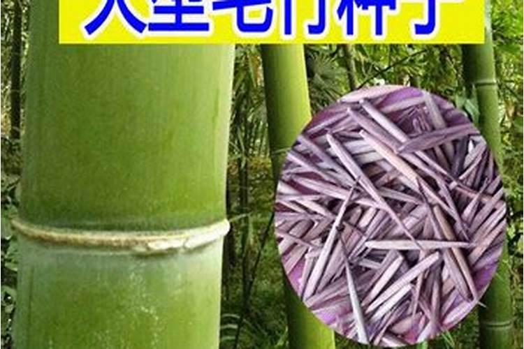 毛竹施什么肥长得粗