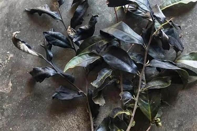 茶树小苗施复合物过多,引起伤根,该如何补救？