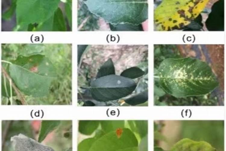 苹果树打了优马叶子也没有亮度不知道怎么办？