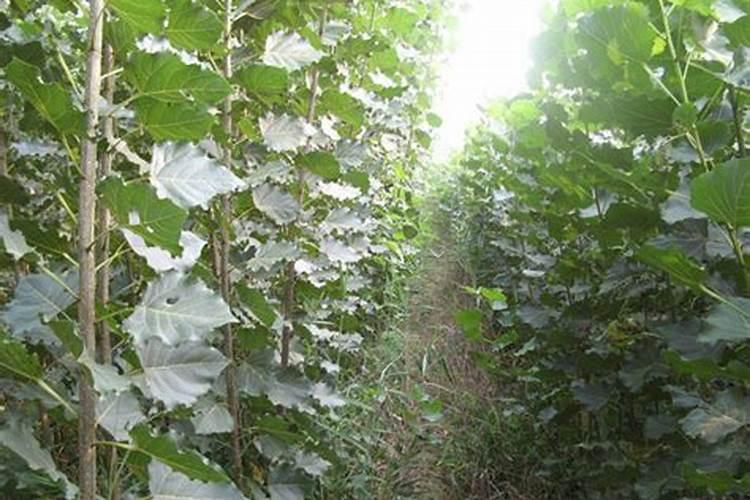 107杨树怎样长得快