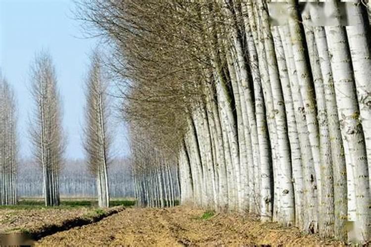如何管理杨树 107
