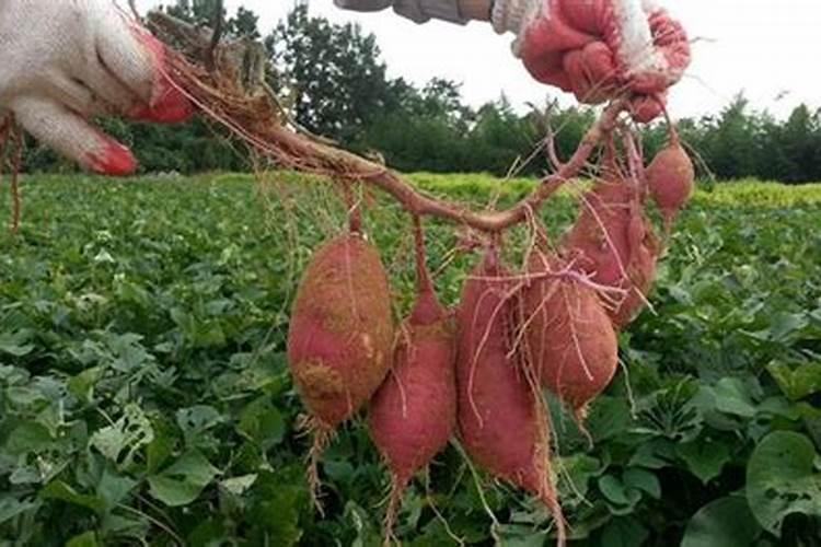 种红薯用什么肥料最好高产？