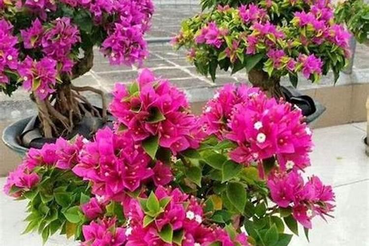 三角梅使用什么肥料爆长新根