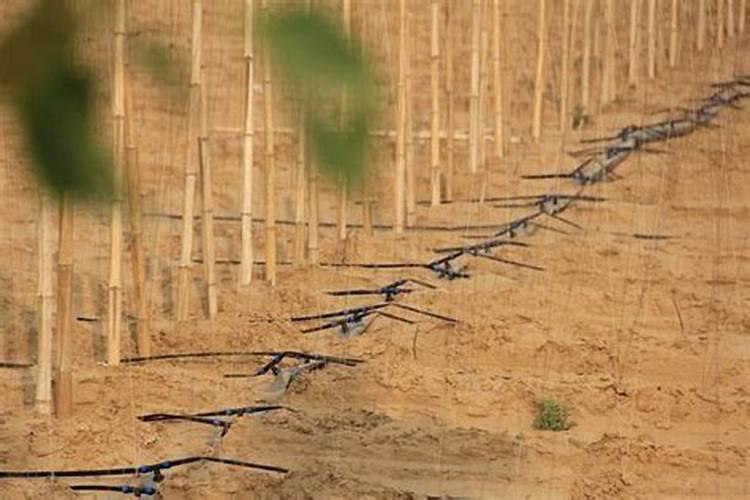 大量元素水溶肥的正确使用方法