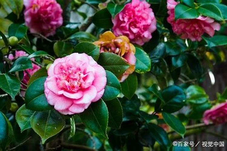 盆栽茶花上什么肥最好(茶花施什么肥)