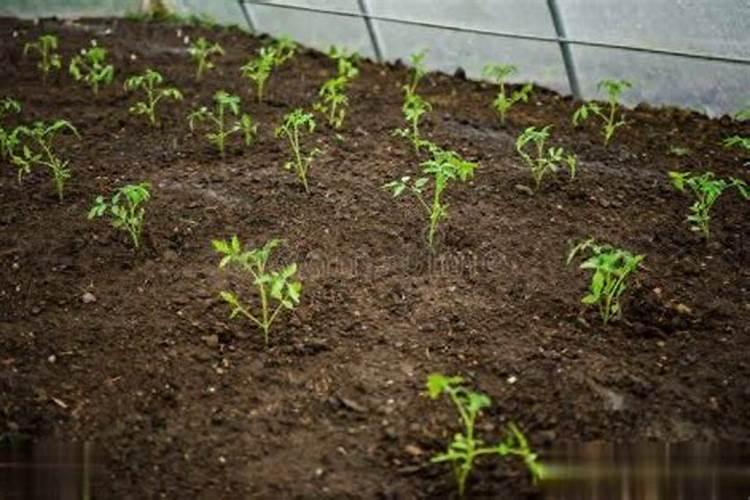 种蔬菜农家肥多久施一次