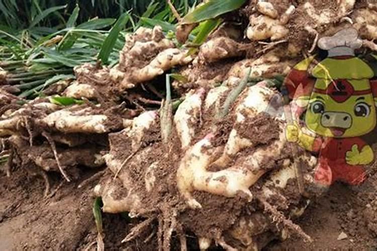 大姜用什么肥高产