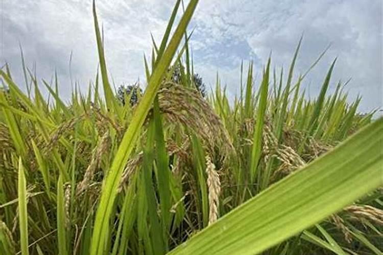 种植山药裂口是什么原因怎么防治