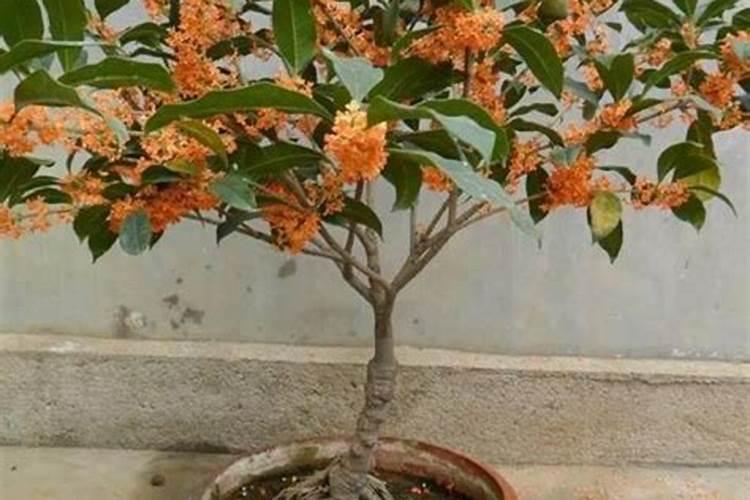 桂花施什么肥料最好