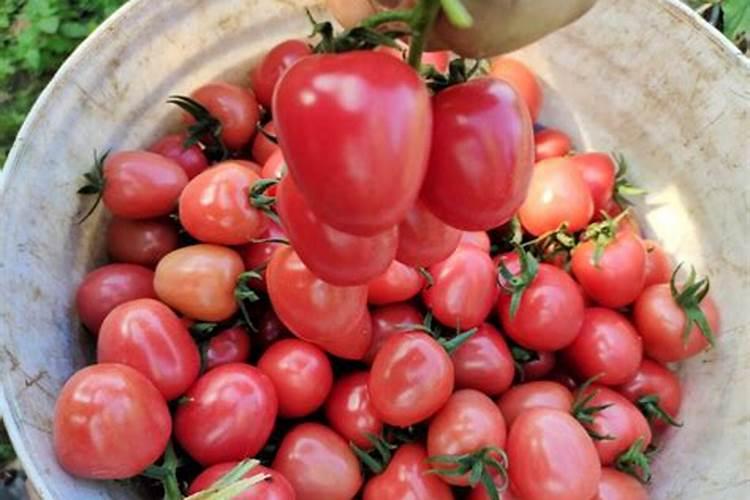 种植西红柿膨果增产怎么管理好？西红柿膨果期怎么施肥产量高