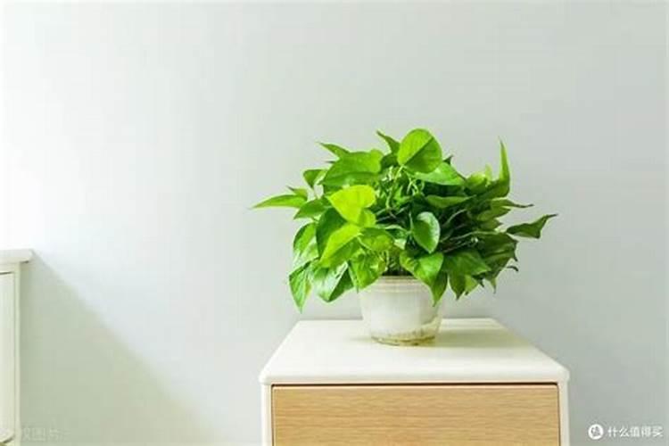 绿萝冬天一般施什么肥料