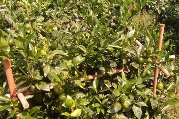 柑橘自制水溶肥配方比例