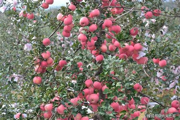 苹果树如何追施水溶肥料？这样施肥更科学!